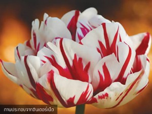 Tulip carnaval-de-nice